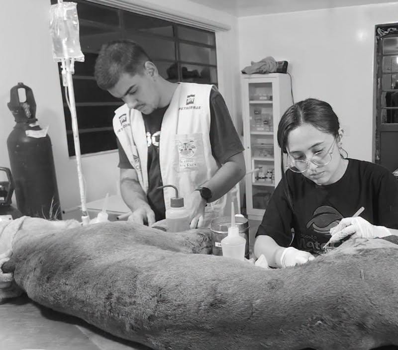 Morre onça-parda resgatada após ser atropelada na Dom Gabriel
